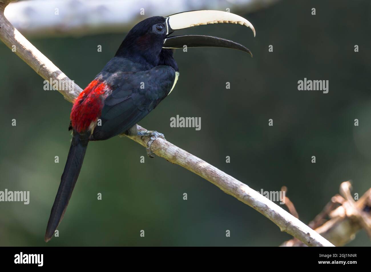 Sud America, Brasile, Stato di Amazonas, l'Amazzonia, vicino a Manaus, nero colli, aracari Pteroglossus aracari. Ritratto di un nero a collo aracari. Foto Stock