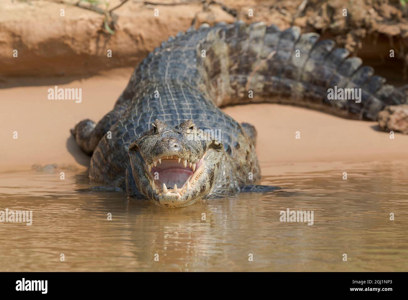Sud America, Brasile, il Pantanal, caimano nero, Caimano niger. Ritratto di una bocca aperta caimano nero sulla riva del fiume. Foto Stock