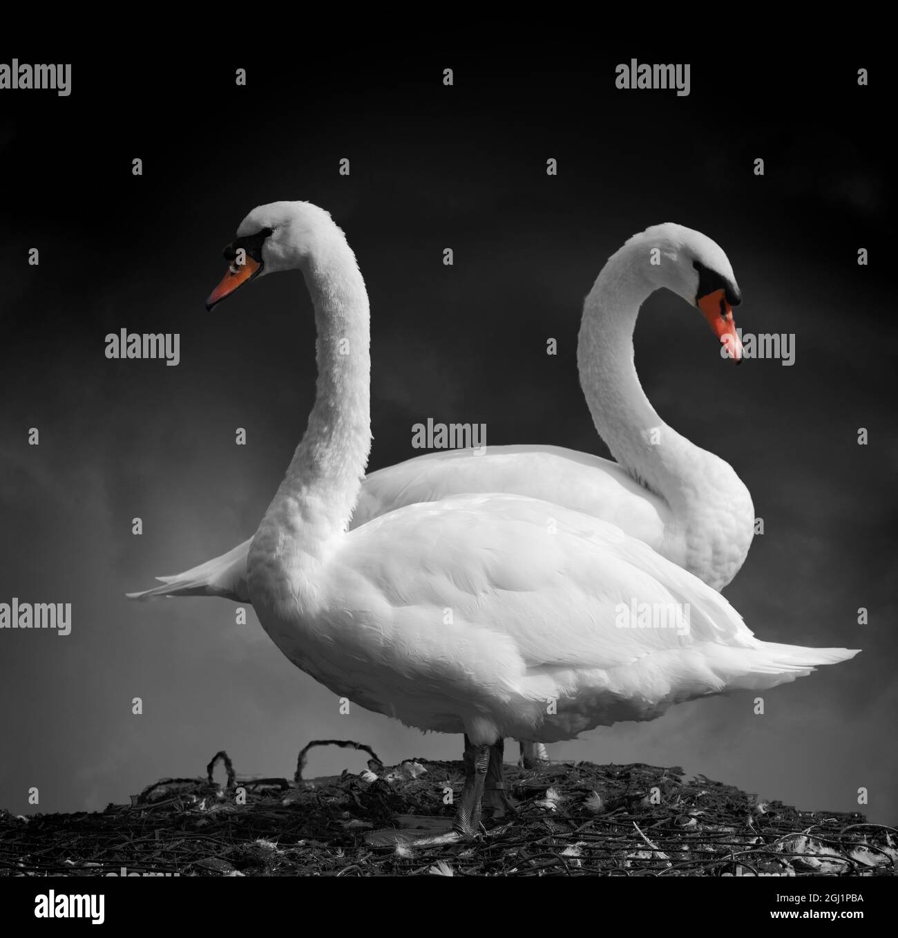 coppia di cigni silenziati rivolti l'uno verso l'altro Foto Stock