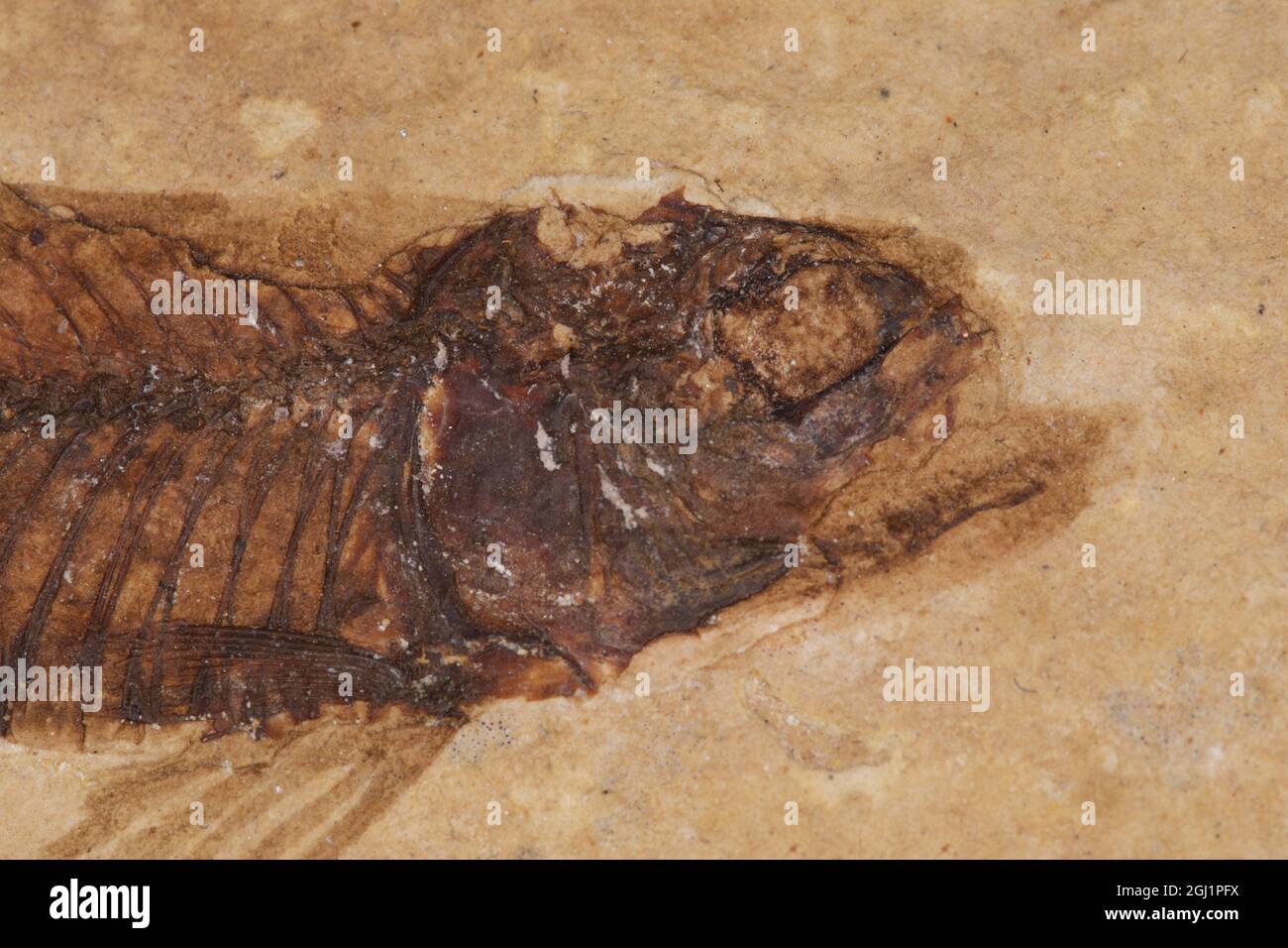 i pesci fossili imprimono sulla roccia Foto Stock