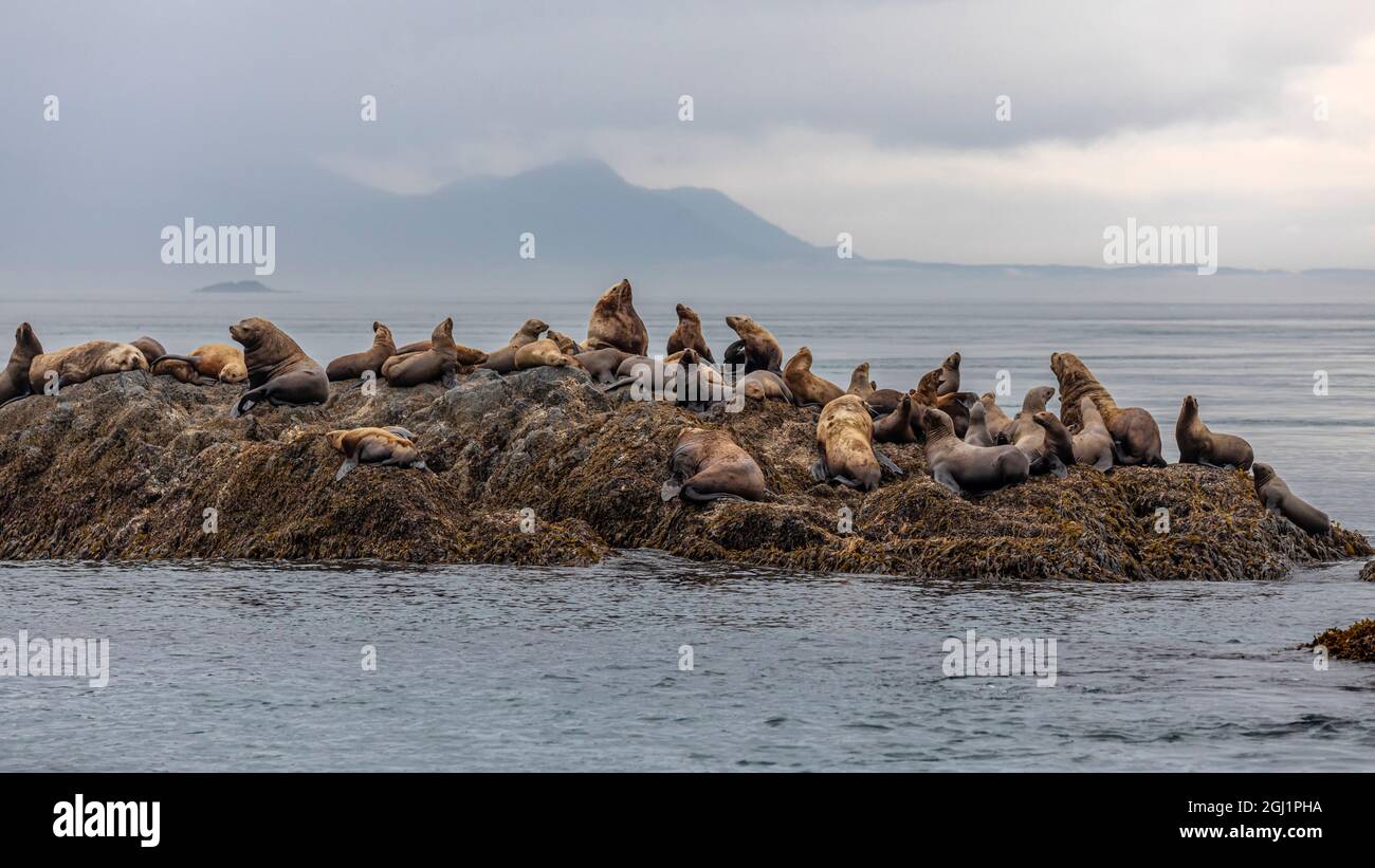 USA, Alaska, Isole Inie. Leoni marini stellari sulle rocce. Credit as: Don Paulson / Galleria Jaynes / DanitaDelimont.com Foto Stock