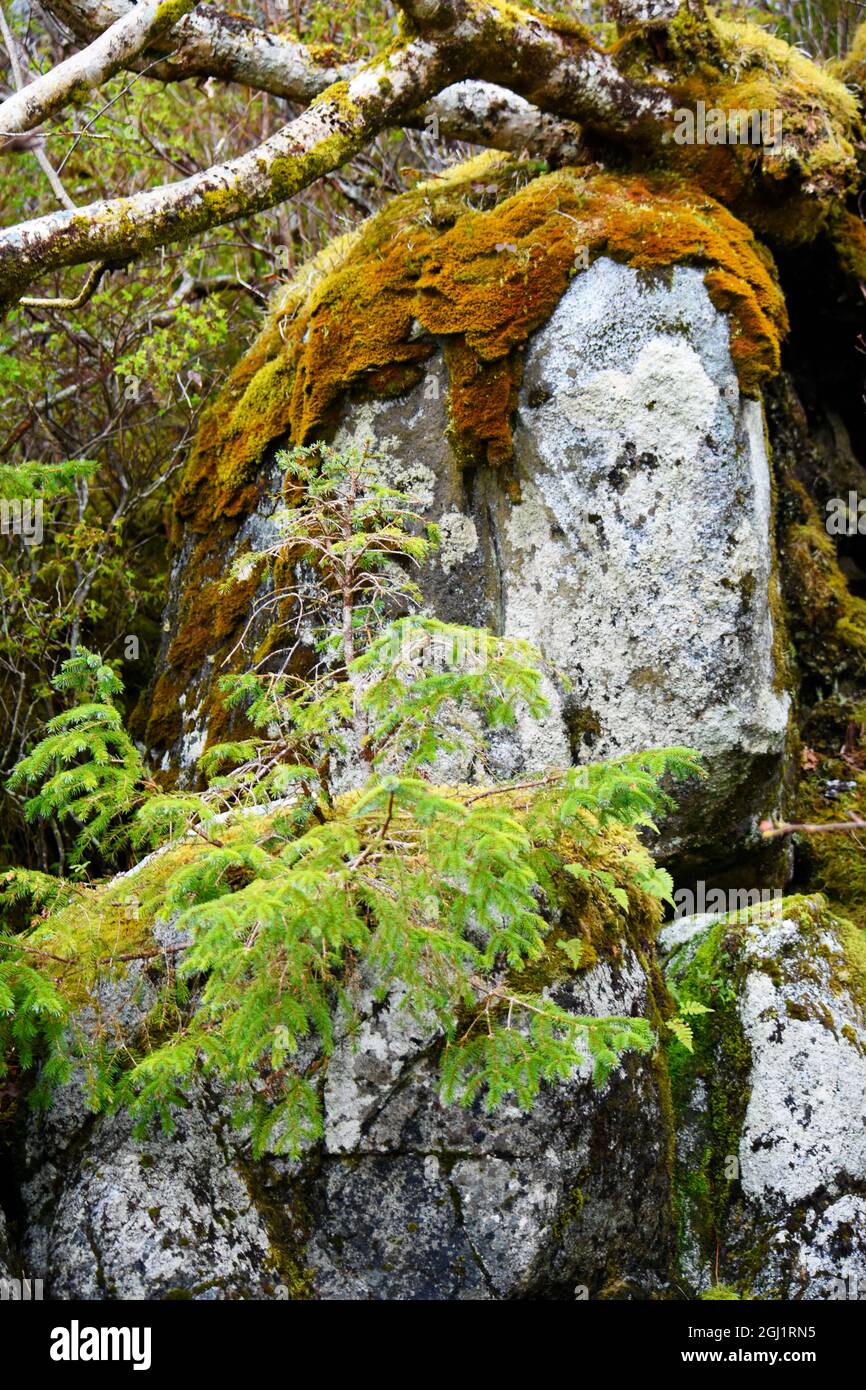 USA, Alaska, Sitka, Sitka abete rosso che cresce da massi con muschio Foto Stock