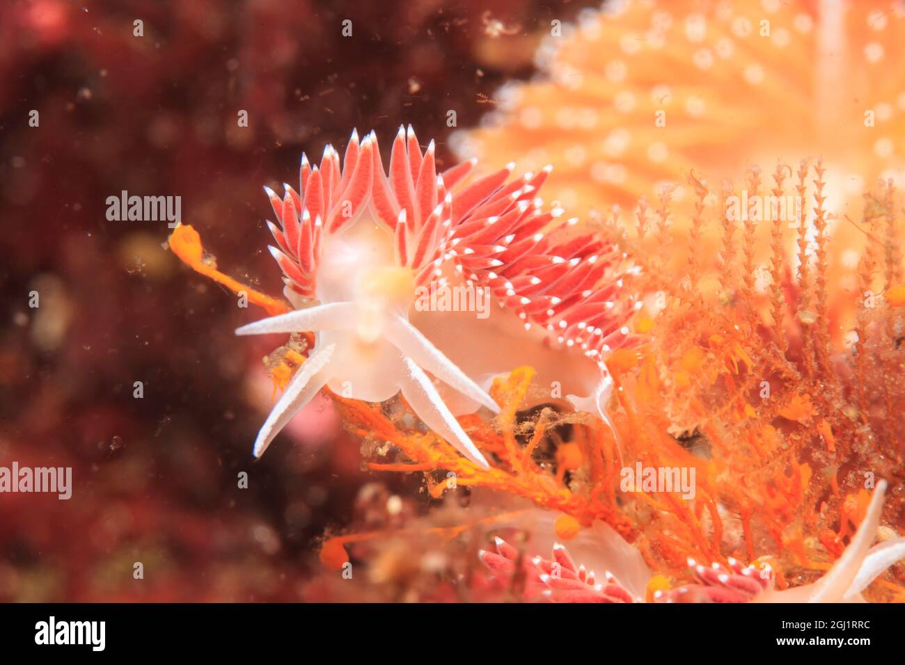 Nudibranch (Coryphella rufibranchialis), all'interno del passaggio, Sitka Area, S.E. Alaska, STATI UNITI D'AMERICA Foto Stock