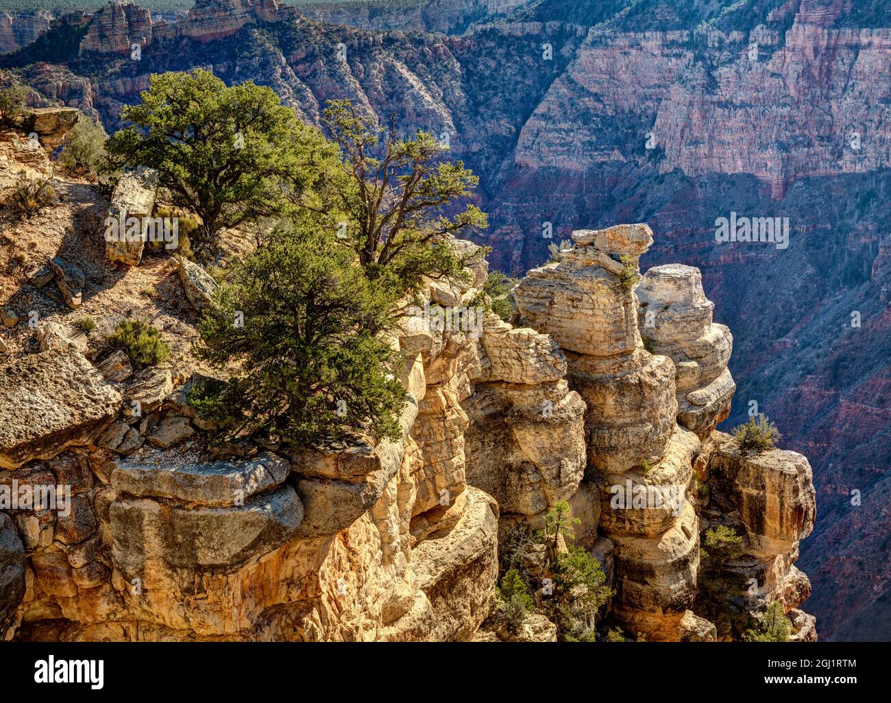 USA, Arizona, Grand Canyon National Park, rocce e alberi a Grandview Point Foto Stock