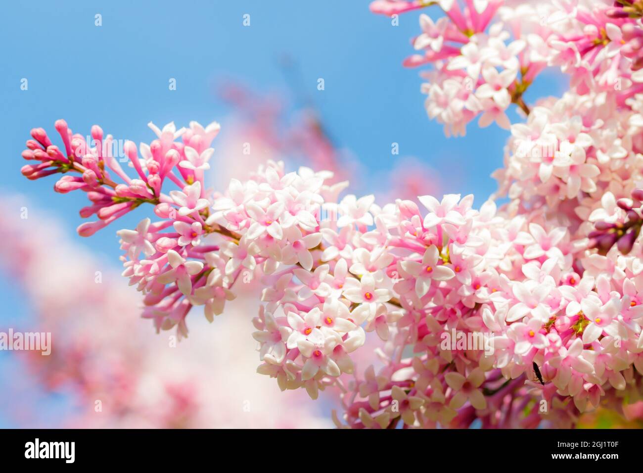 Bellissimo ramo di lilla rosa con fiori e boccioli nel giardino estivo Foto Stock