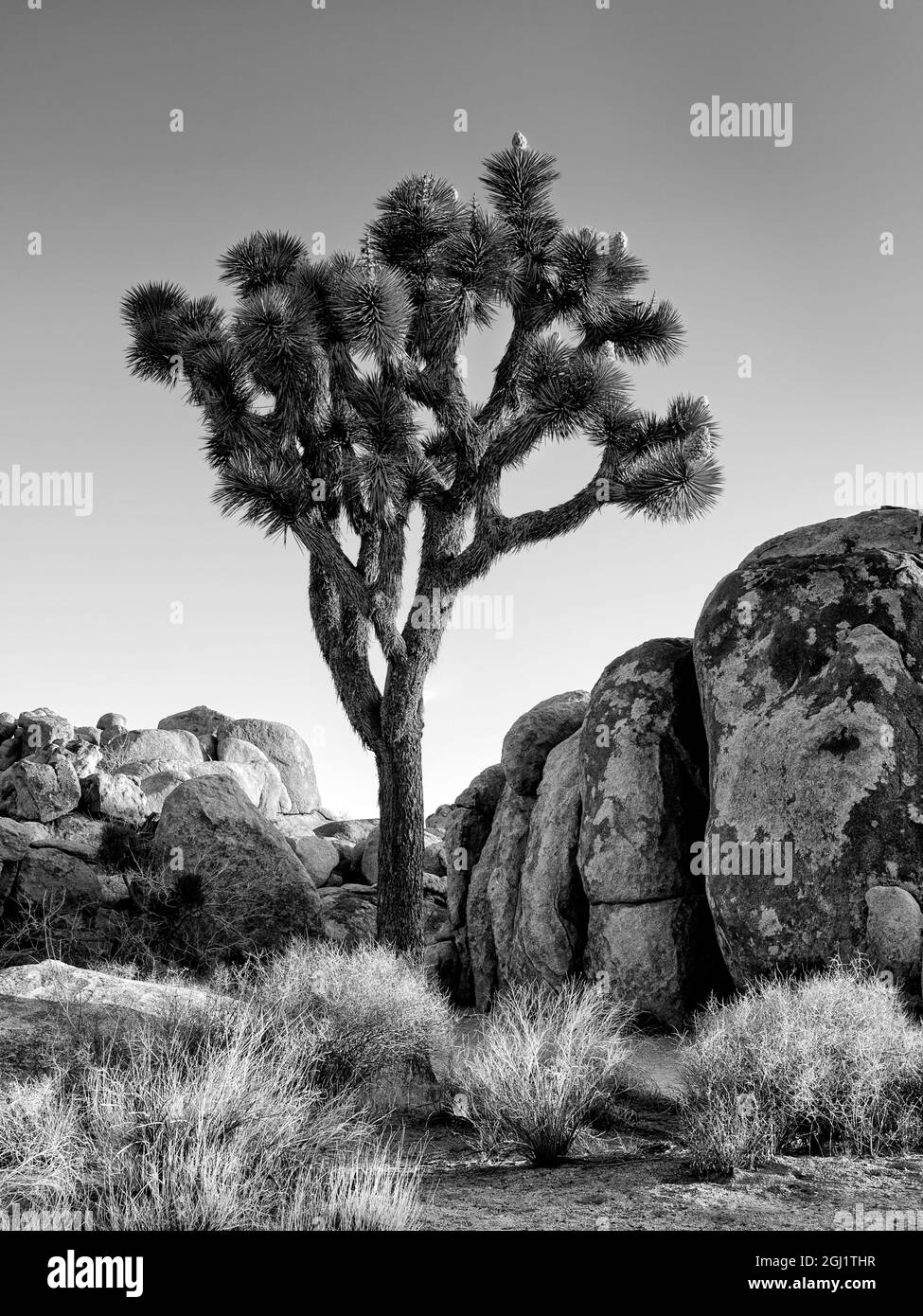 USA, California, Joshua Tree National Park, Joshua Tree illuminato dal sole della mattina presto Foto Stock