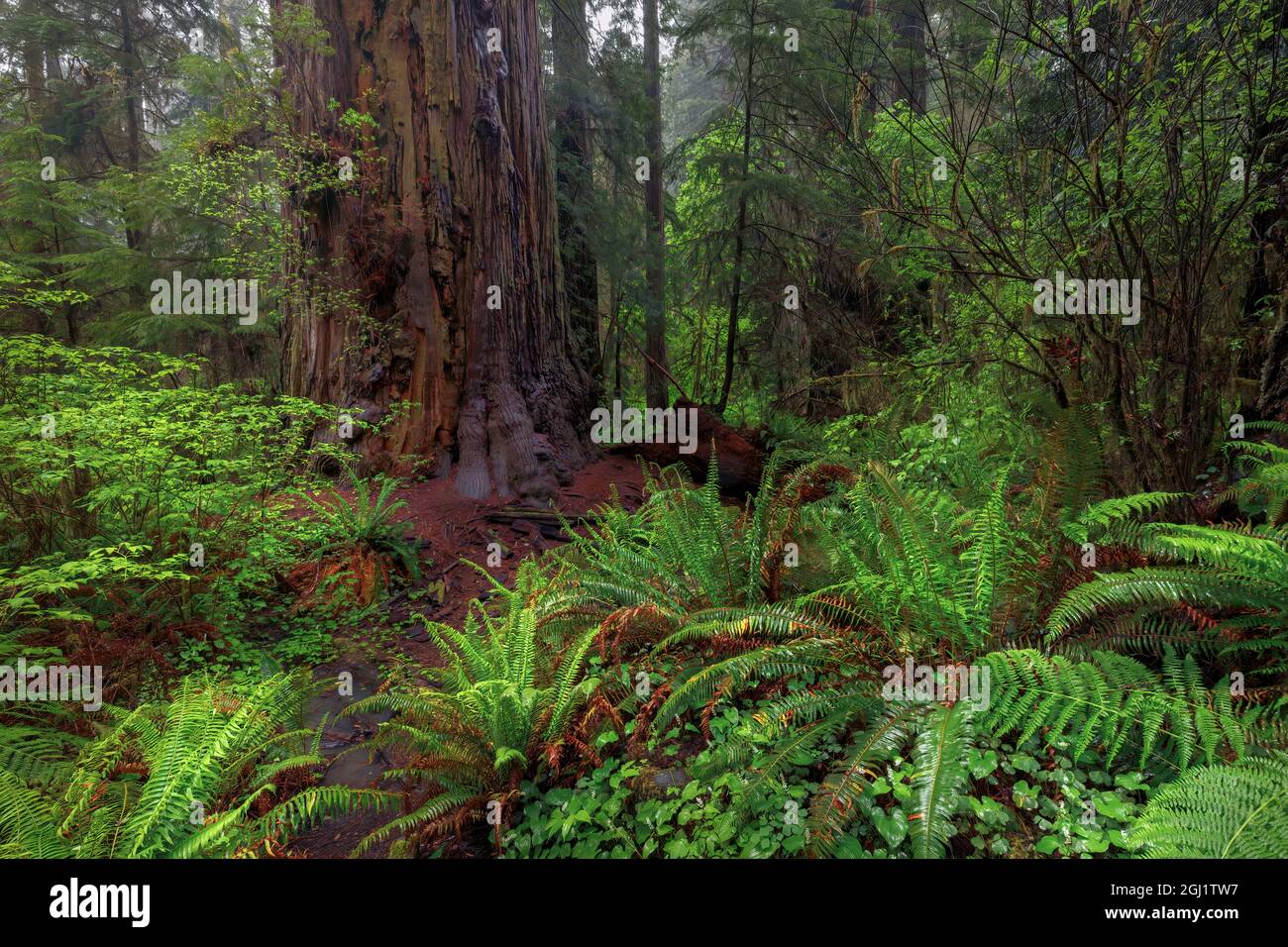 Ferna sotto i giganti alberi di sequoia, Stout Memorial Grove, Jedediah Smith Redwoods National and state Park, California Foto Stock