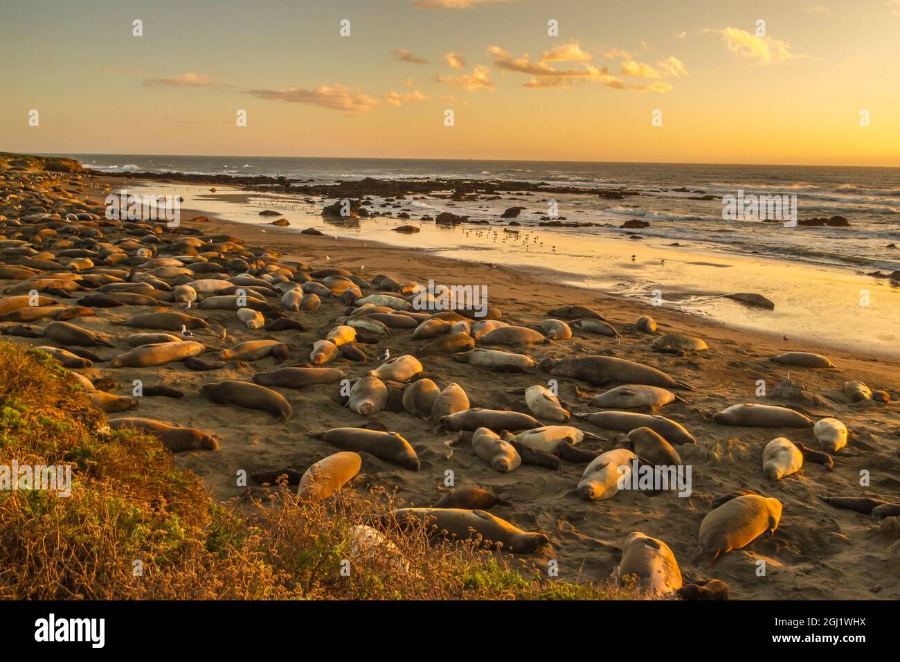 USA, California, San Luis Obispo County. Rookery delle foche dell'elefante del nord sulla spiaggia. Credit as: Cathy & Gordon Illg / Jaynes Gallery / DanitaDelimont.com Foto Stock