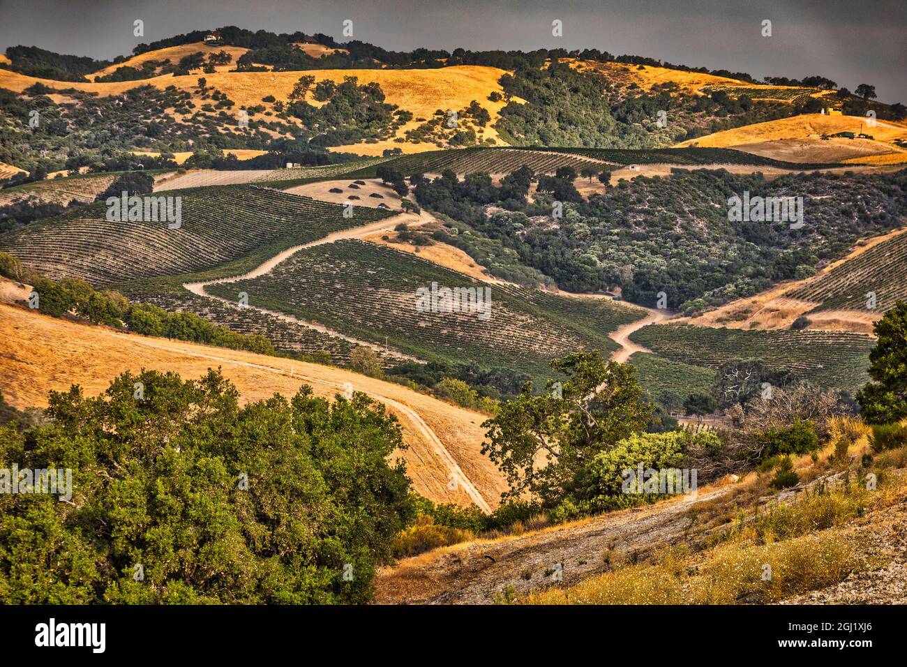 Vigneti, Paso Robles, California. Foto Stock