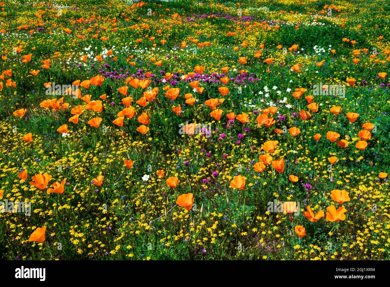 California Poppies Owl's Clover and Goldfield, Antelope Valley, California, USA. Foto Stock