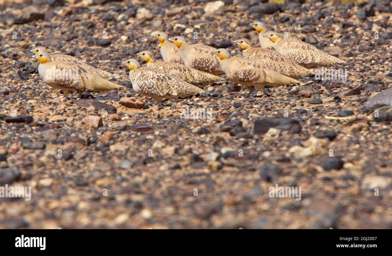 Sandgrouse (Pterocle senegallus), un gruppo, maschi e femmine, nel deserto di pietra, Sahara, Marocco. Foto Stock