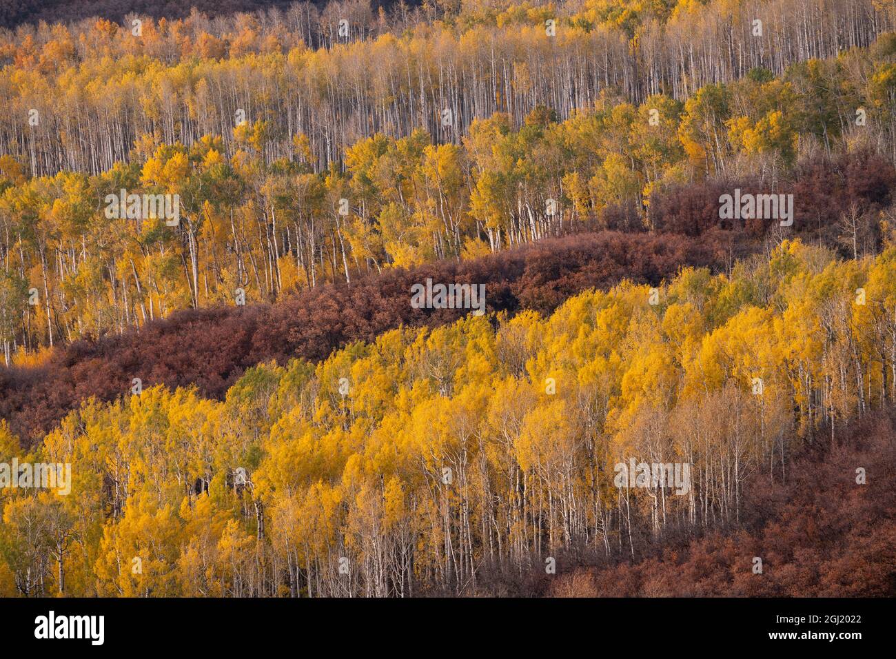 USA, Colorado, Uncompahgre National Forest. Foresta di montagna in autunno. Foto Stock