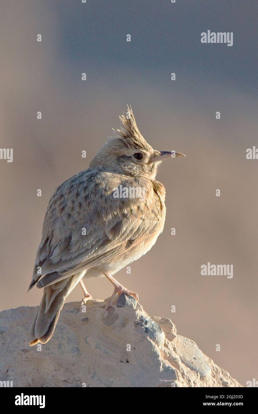 Thekla Lark (Galerida theklae), in piedi su una roccia, Marocco meridionale. Foto Stock