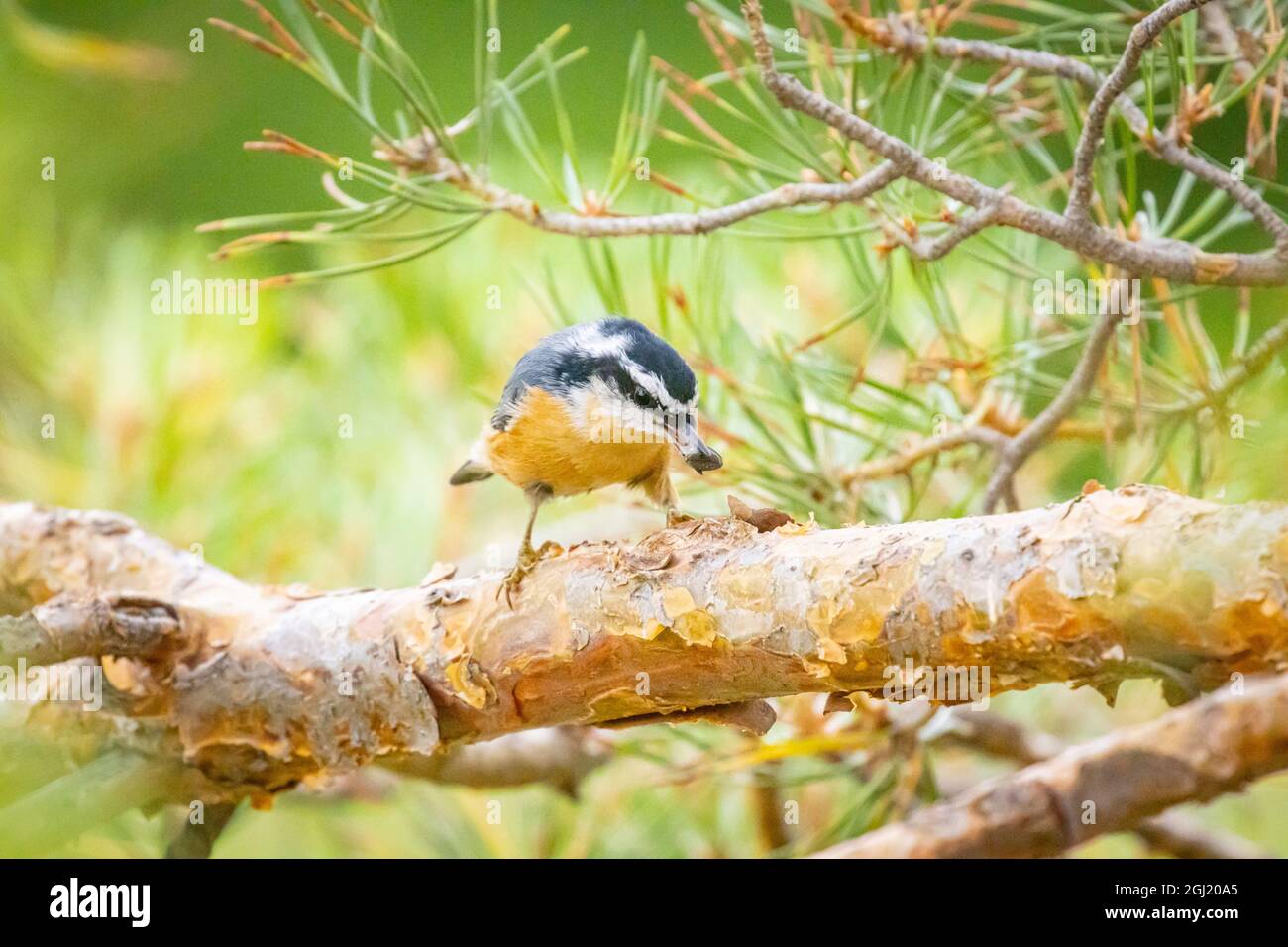 USA, Colorado, Fort Collins. Nuthatch rosso-breasted che mangia seme. Foto Stock