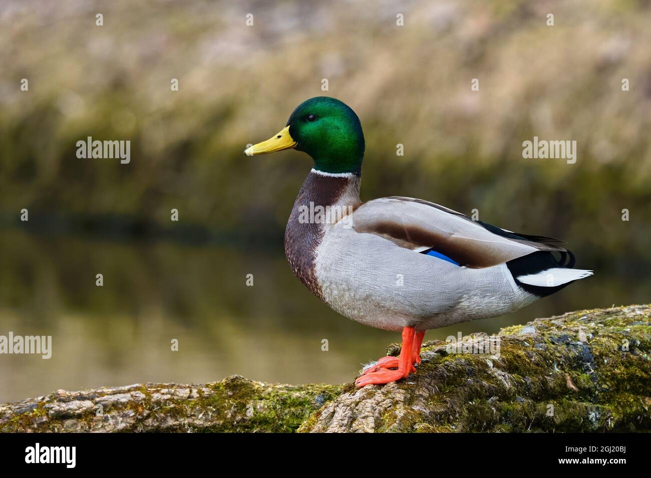 Mallard anatra drake, seduto su un tronco d'albero. Vista laterale, primo piano. Genere specie Anas platyrhynchos. Foto Stock