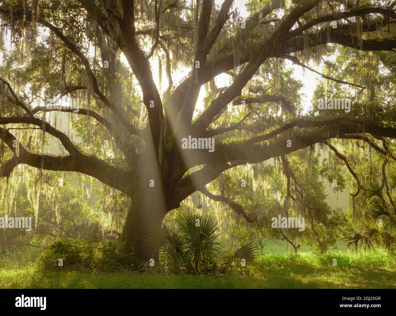 Bella Southern Live Oak tree, Quercus virginiana, Central Florida Foto Stock