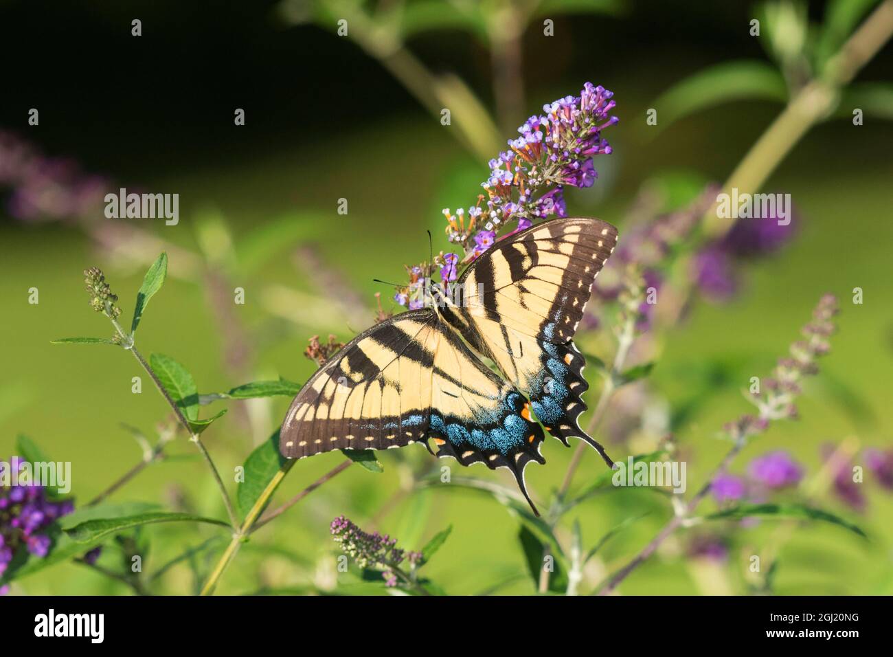 03023-03018 Eastern Tiger Swallowtail (Papilio glaucaus) su Butterfly Bush (Buddleja davidii) Marion Co. Il Foto Stock