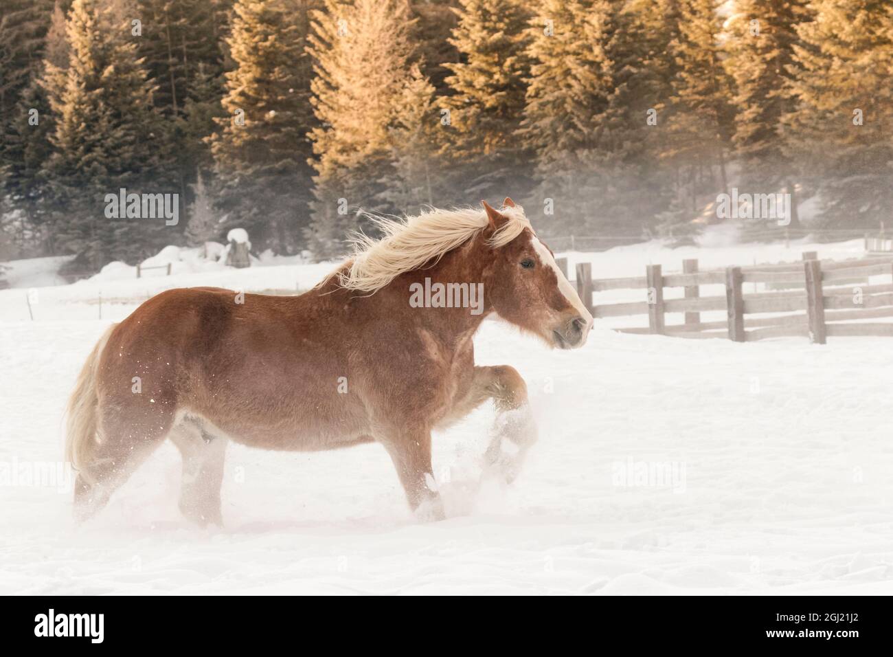 Cavallo belga roundup in inverno, Kalispell, Montana. Equus caballus ferus Foto Stock