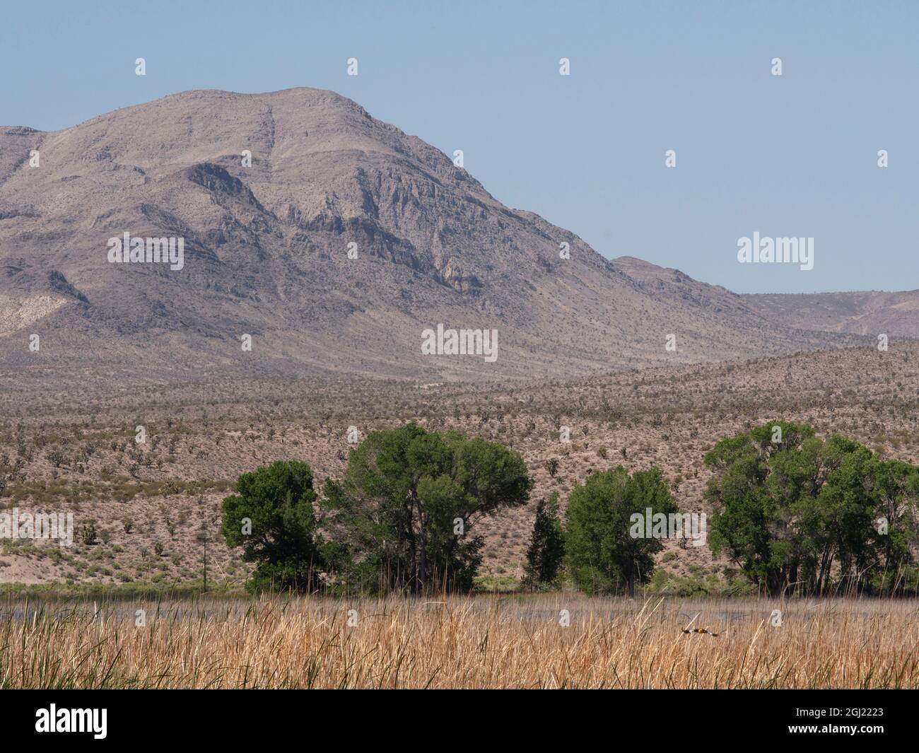 Rifugio faunistico nel deserto, Pahranagat National Wildlife Refuge, Nevada Foto Stock