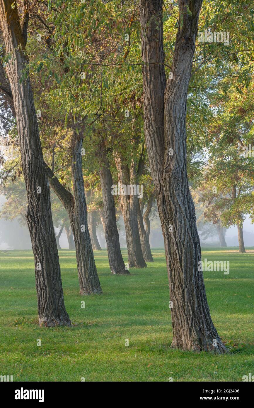USA, Oregon, Farewell Bend state Park, Grove of locuste trees e prato erboso nella nebbia. Foto Stock