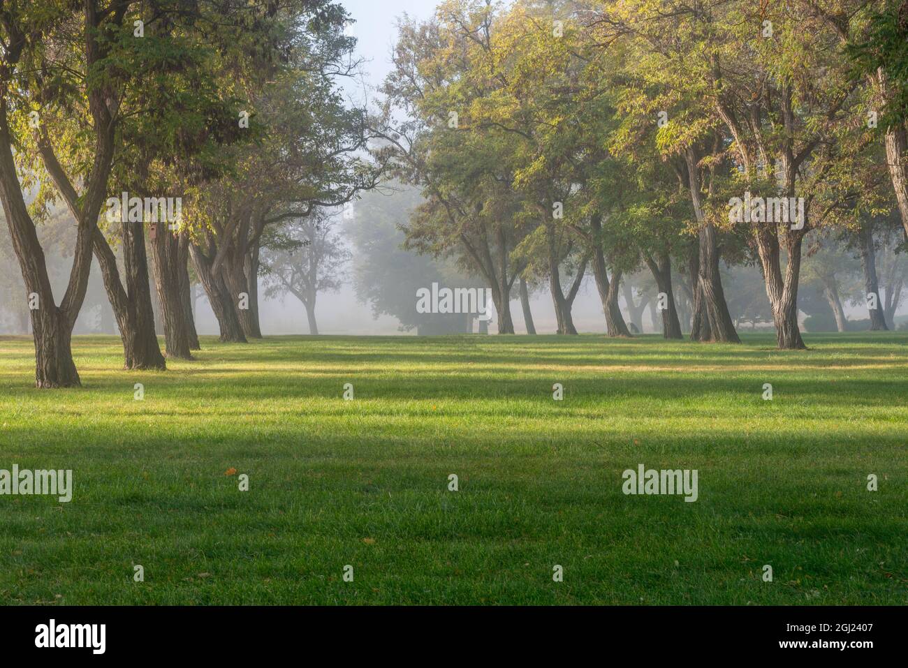 USA, Oregon, Farewell Bend state Park, Grove of locuste trees e prato erboso nella nebbia. Foto Stock