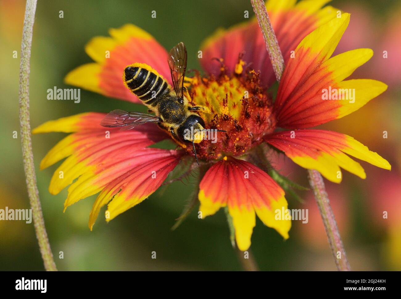 Leafcutter bee, solitaria api (Megachile sp.), Adulto alimentazione su Indian Blanket, ruota di fuoco (Gaillardia pulchella), Texas, Stati Uniti d'America Foto Stock