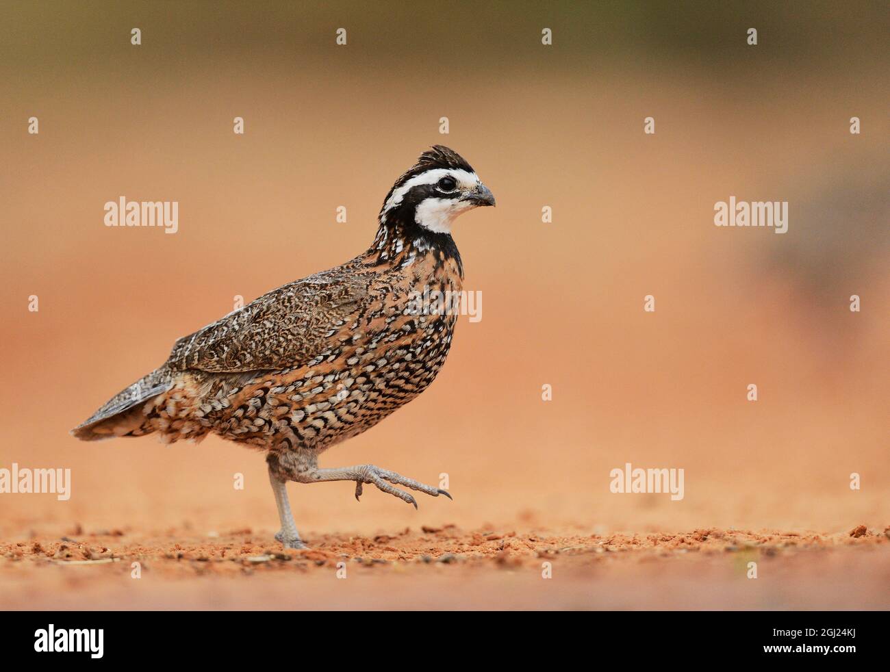 Northern Bobwhite (Colinus virginianus), maschio in esecuzione, Rio Grande Valley, il Texas del Sud, Texas, Stati Uniti d'America Foto Stock