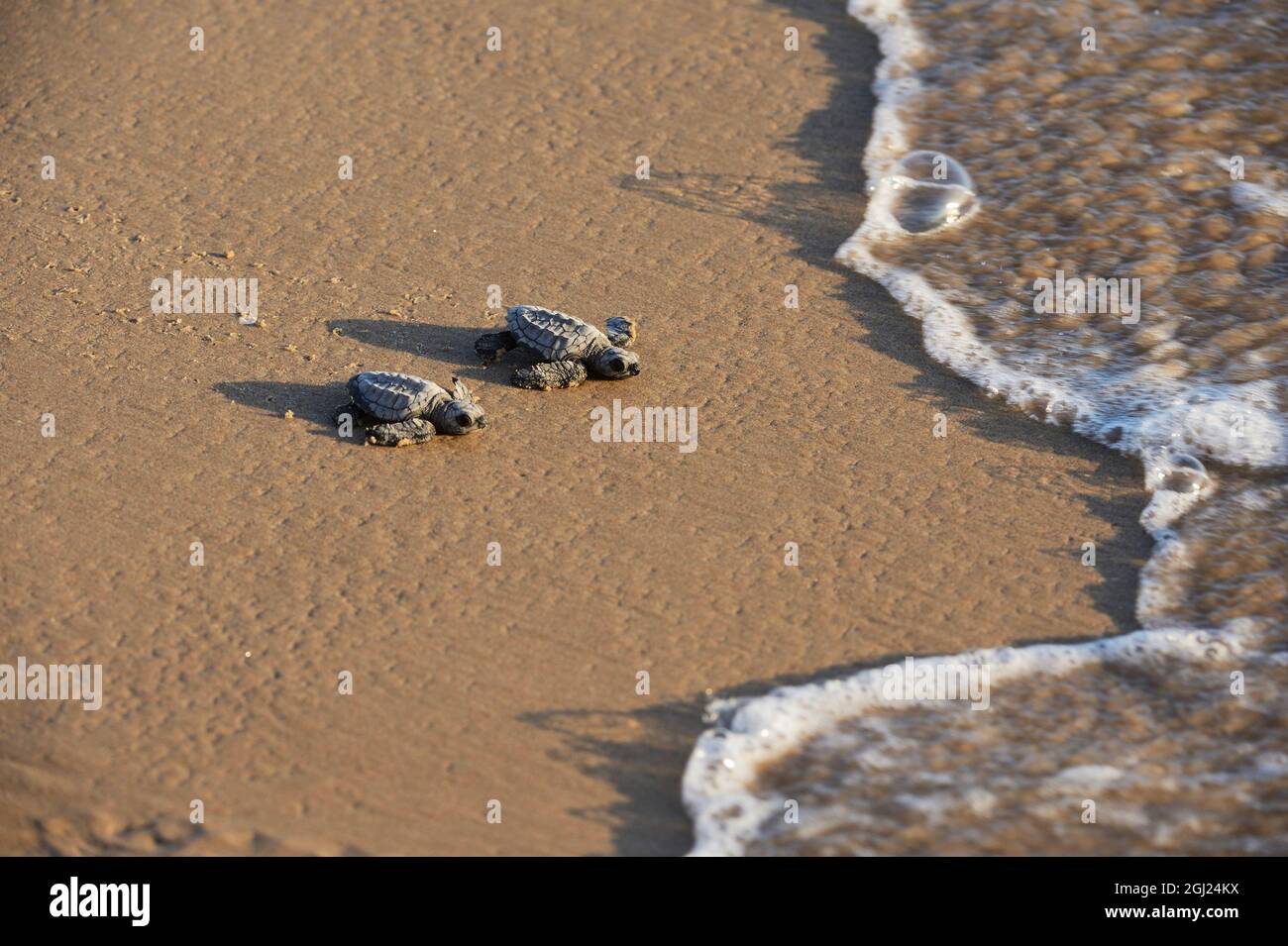 Kemp's ridley tartaruga di mare (Lepidochelys kempii), baby tartarughe camminare verso il surf, South Padre Island, South Texas, Stati Uniti d'America Foto Stock