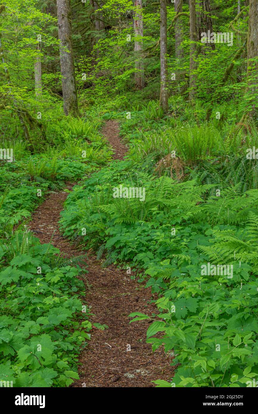 USA, Washington state, Olympic National Forest. South Fork Skokomish River Trail nella foresta. Credit as: Don Paulson / Galleria Jaynes / DanitaDelimont.c Foto Stock