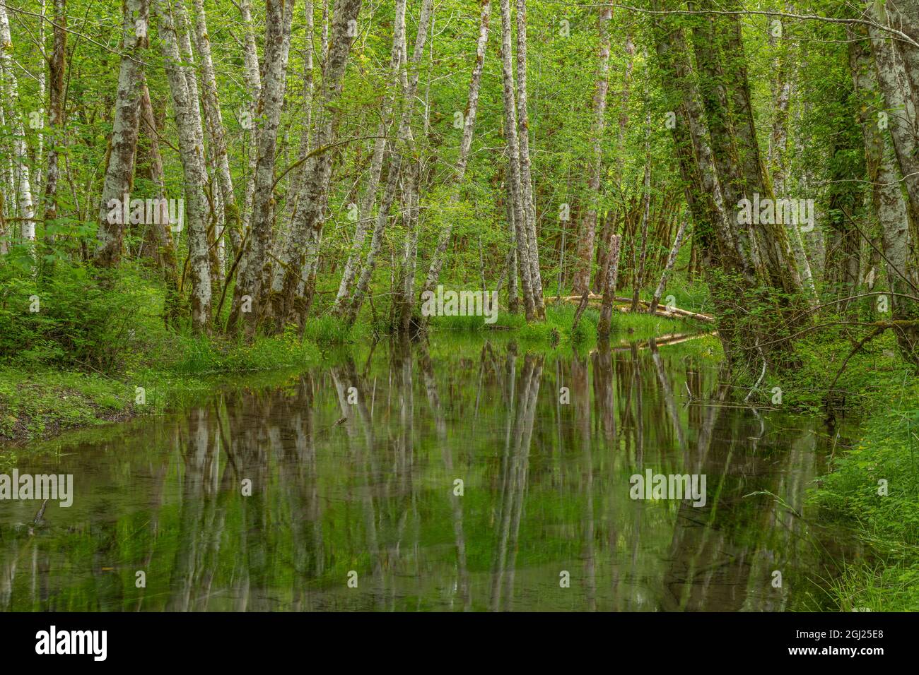 USA, Washington state, Skokomish River Valley. Alder alberi lungo lento torrente in movimento. Credit as: Don Paulson / Galleria Jaynes / DanitaDelimont. com Foto Stock
