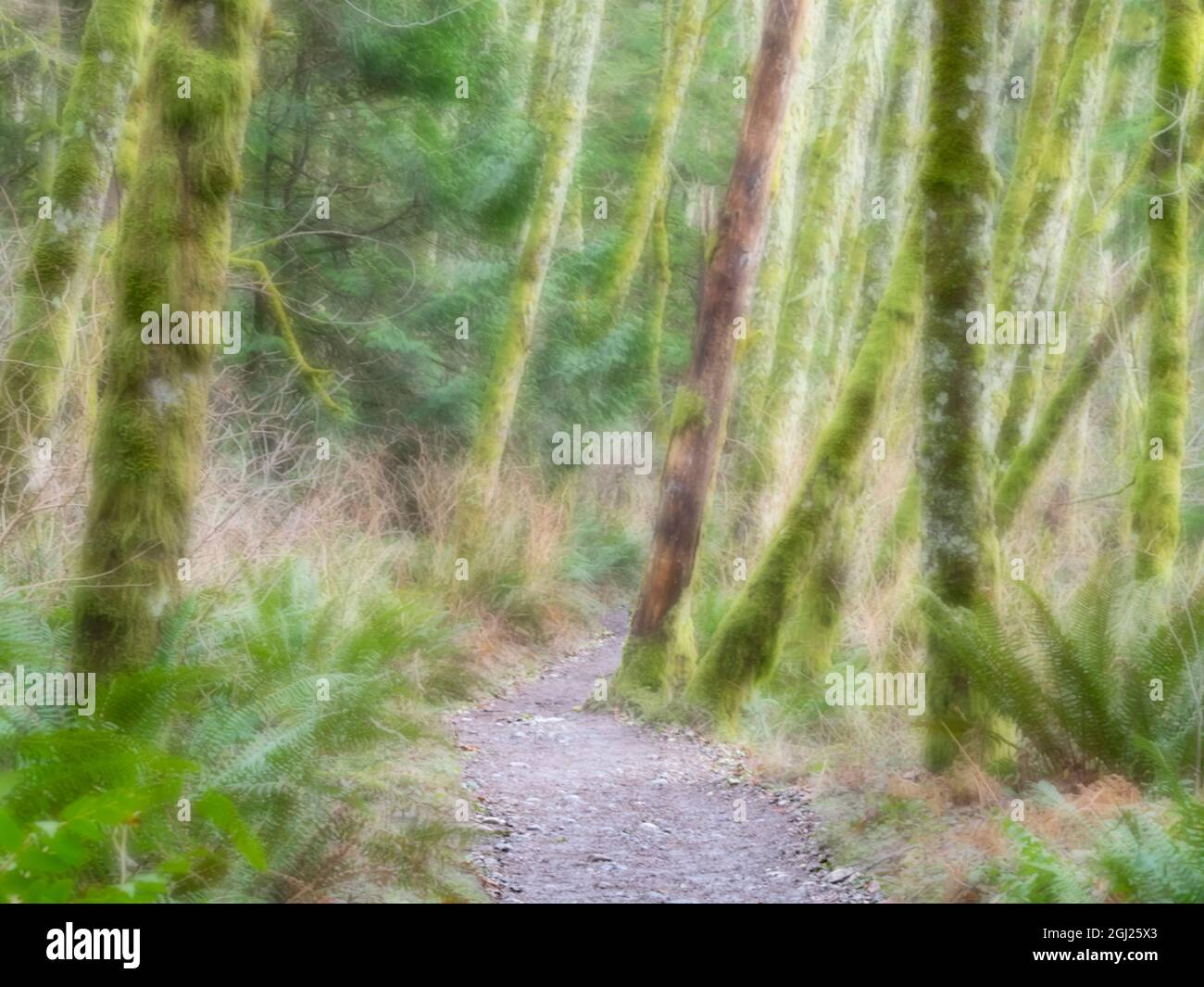 Stati Uniti, stato di Washington. Tiger Mountain, alberi di ontano e sentiero. Foto Stock