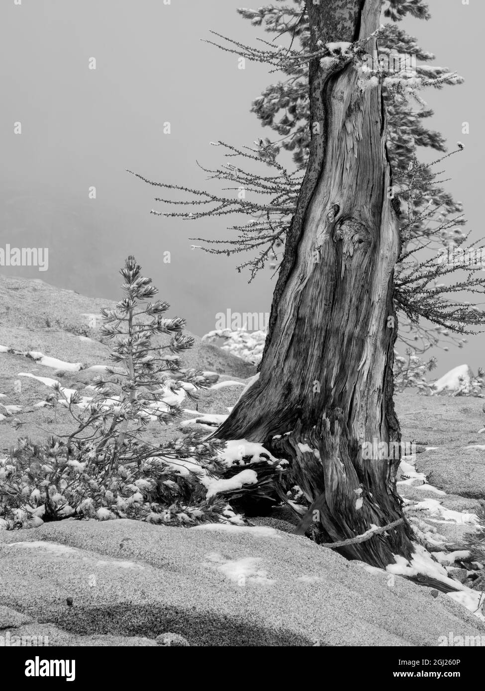 Stati Uniti, stato di Washington. Alpine Lakes Wilderness, Enchantment Lakes, tronco di larice e abete. Foto Stock