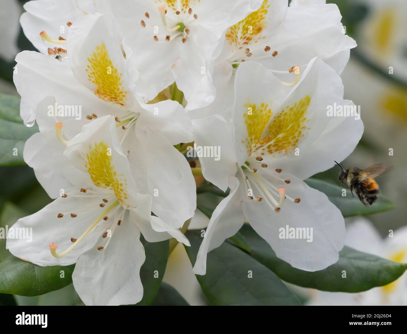 Stato di Washington. Ape bumble dalla coda nera sul fiore di Rhododendron Foto Stock