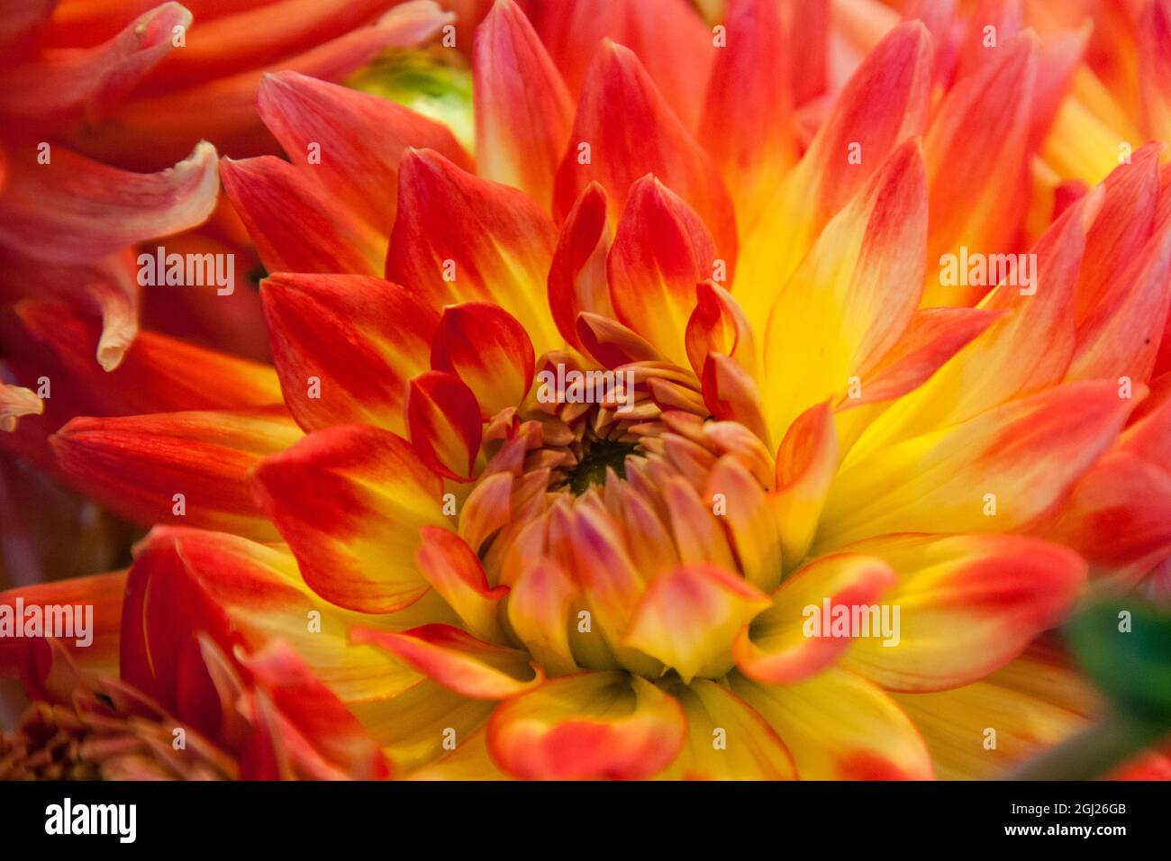 Fiori in vendita al Pike Place Market a Seattle, Washington state. Foto Stock