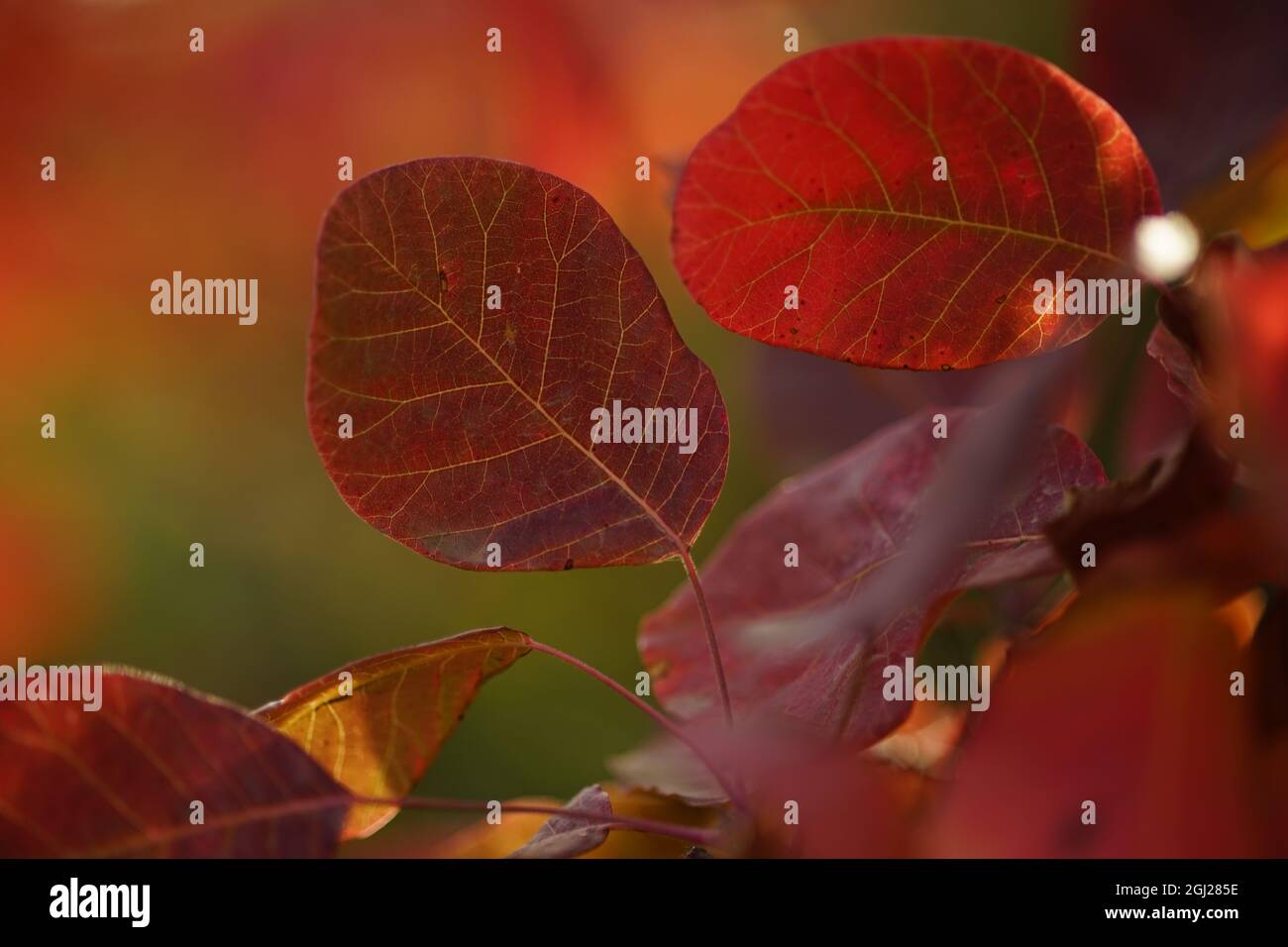 Sorprendente foglie rosse su un albero ramo primo piano. Foto Stock