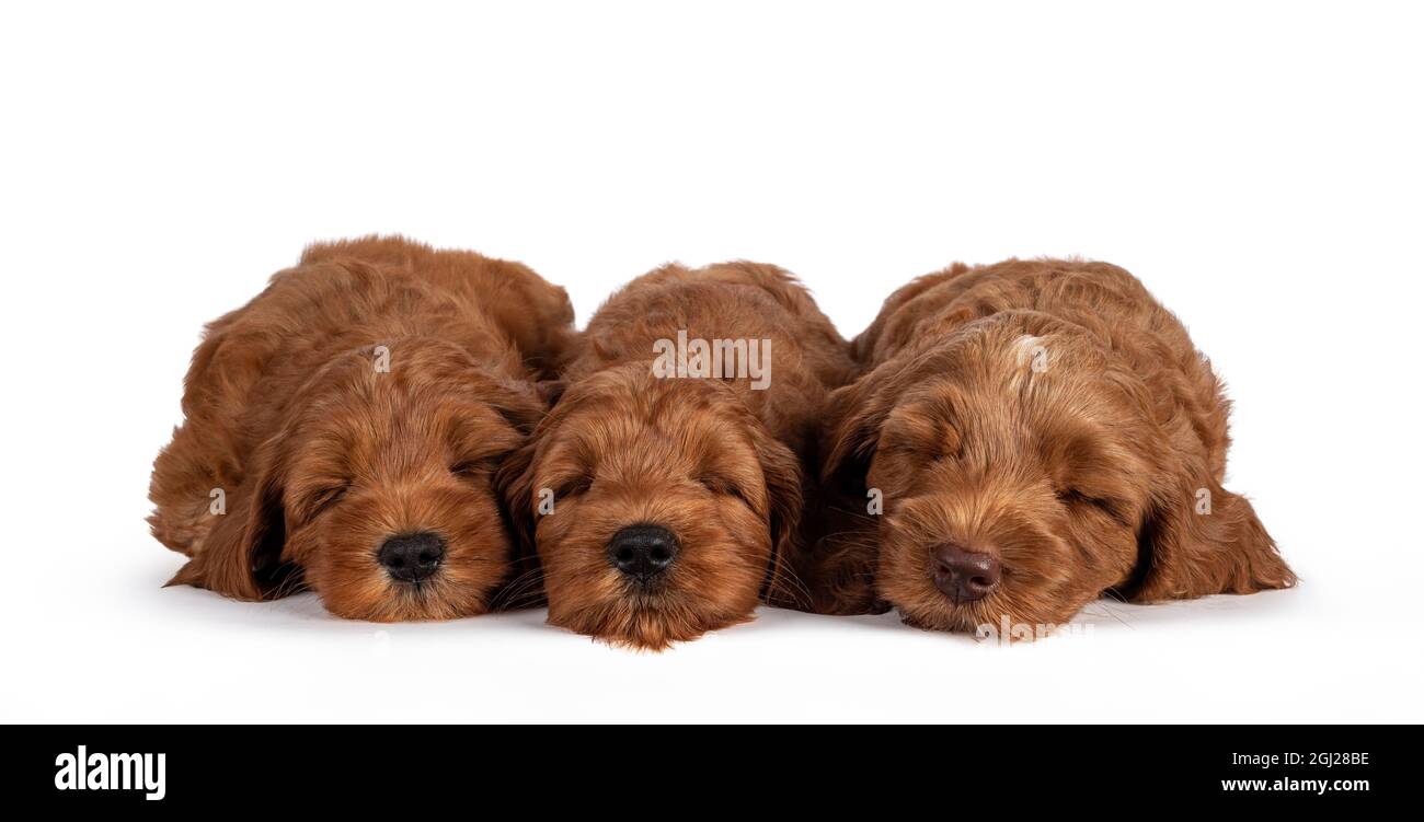 Fila di 3 adorabili cucciolo di Cobberdog aka Labradoodle cane, dormire. Isolato su sfondo bianco. Foto Stock
