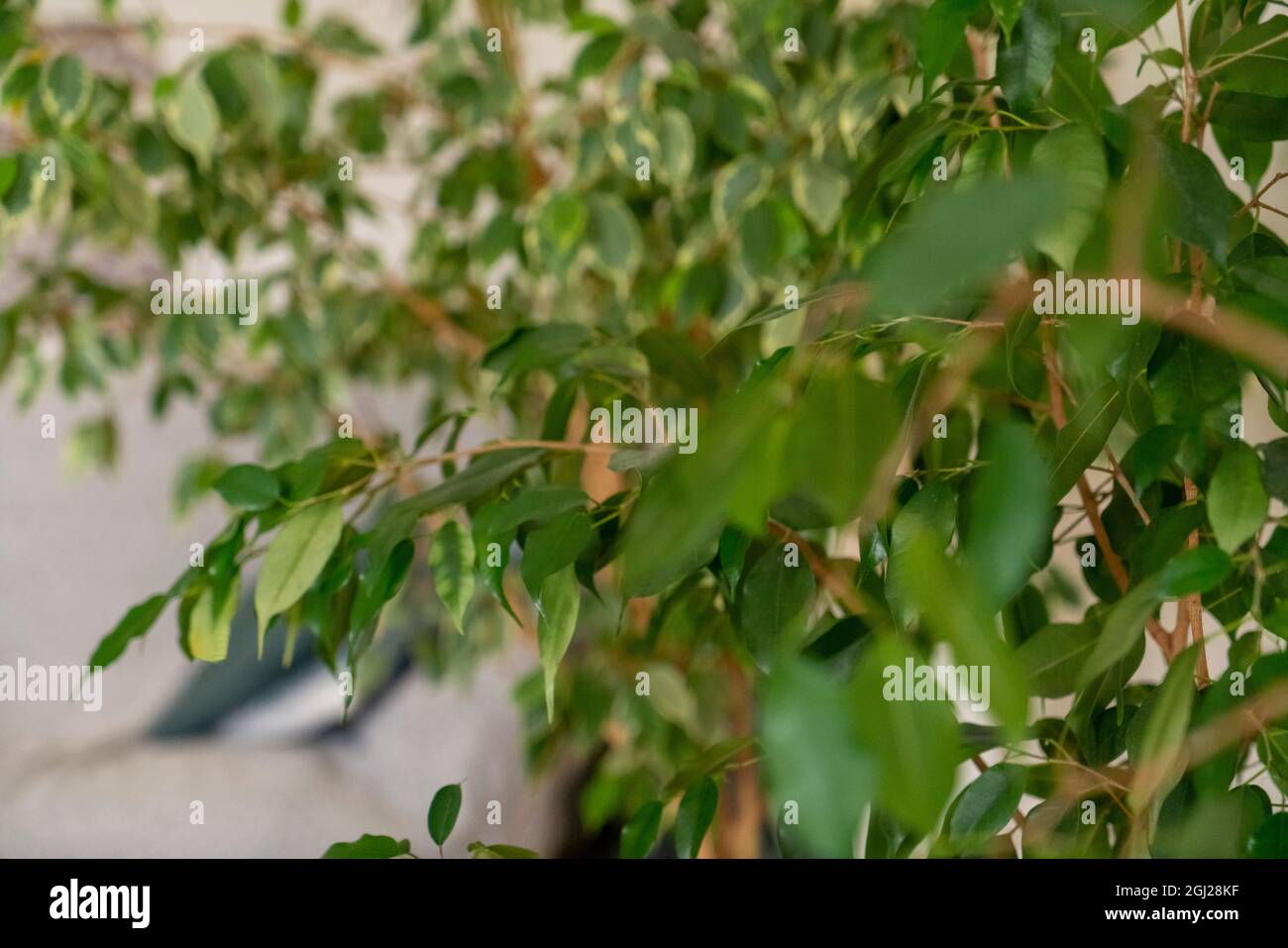 Foglie verdi succose di un albero in un'estate soleggiata giorno Foto Stock