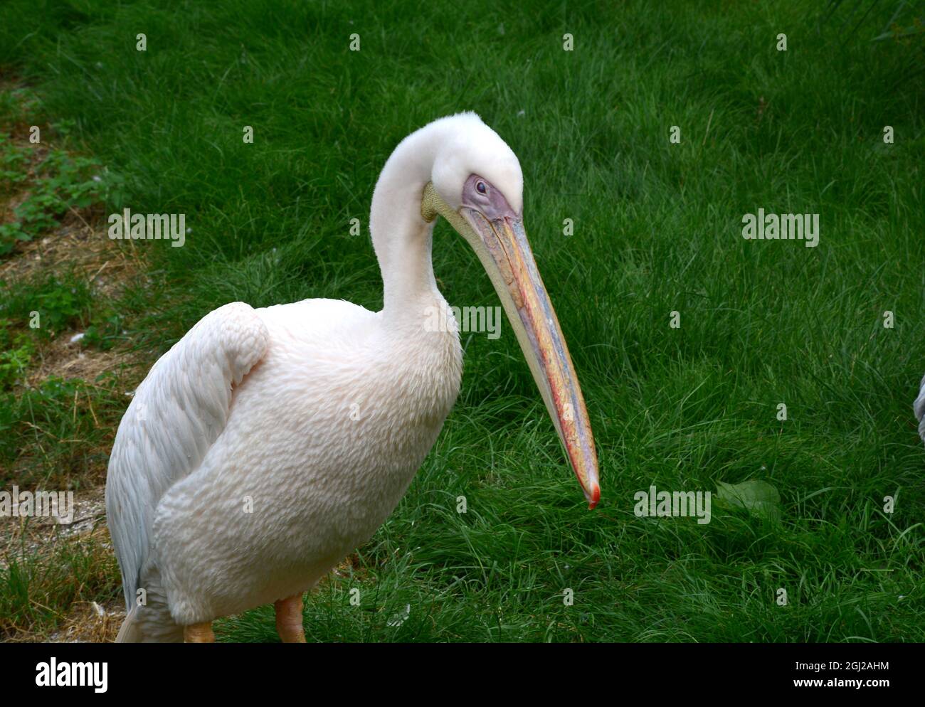 Pelican ritratto Foto Stock