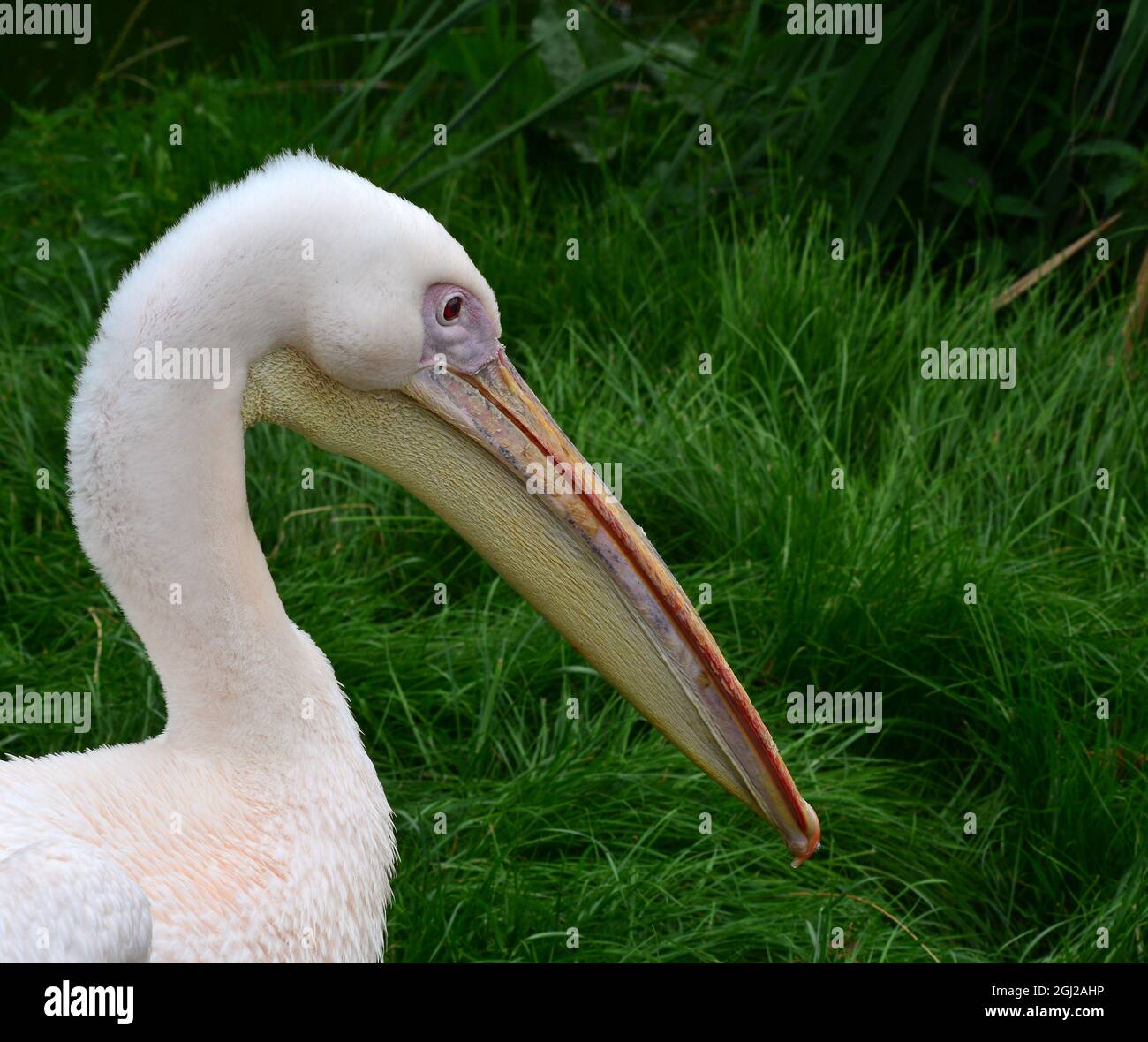 Pelican ritratto Foto Stock