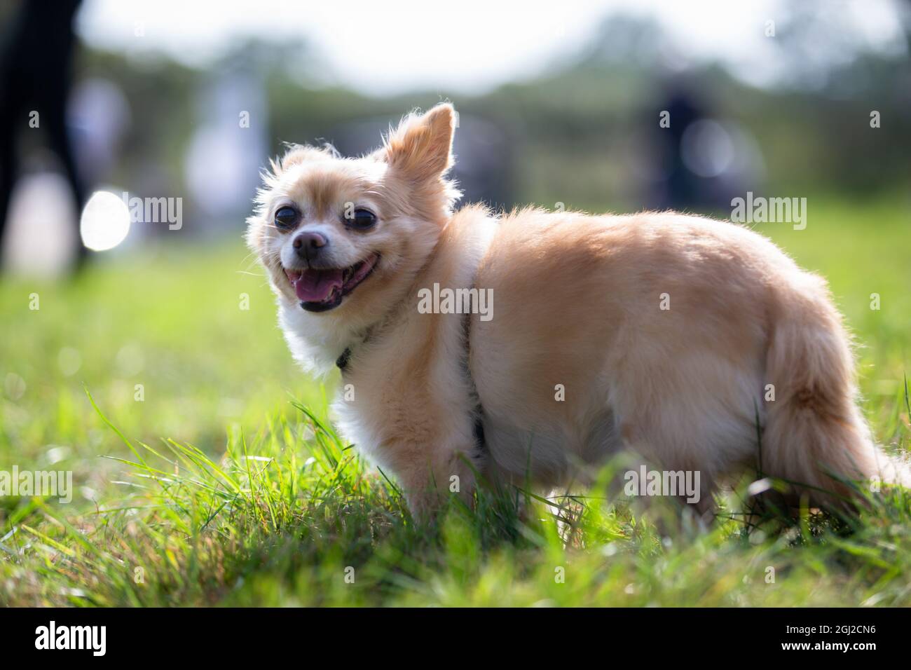 Bel cane piccolo fuori al sole, Regno Unito Foto Stock