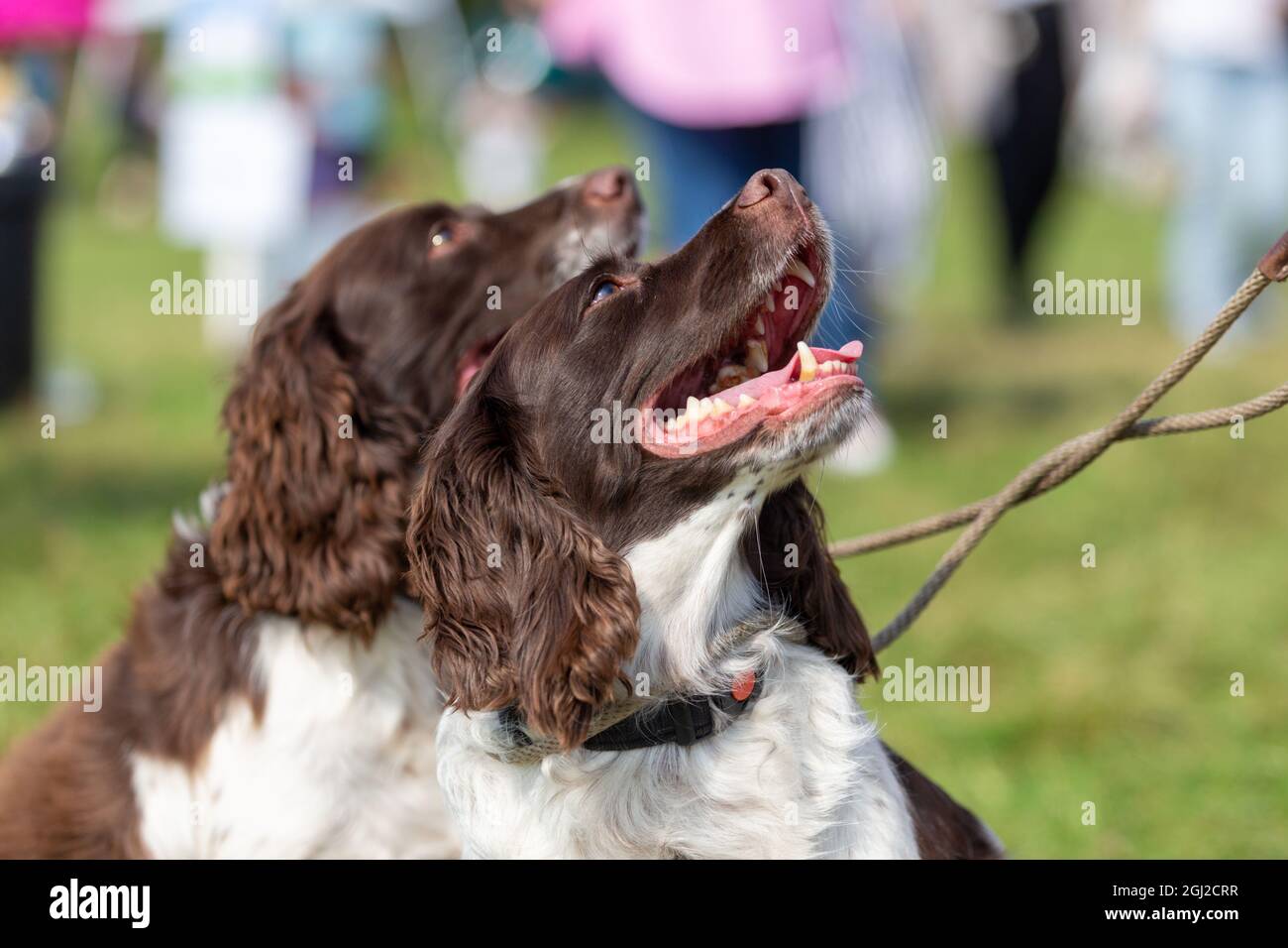 Cocker spaniel cane all'aperto Foto Stock