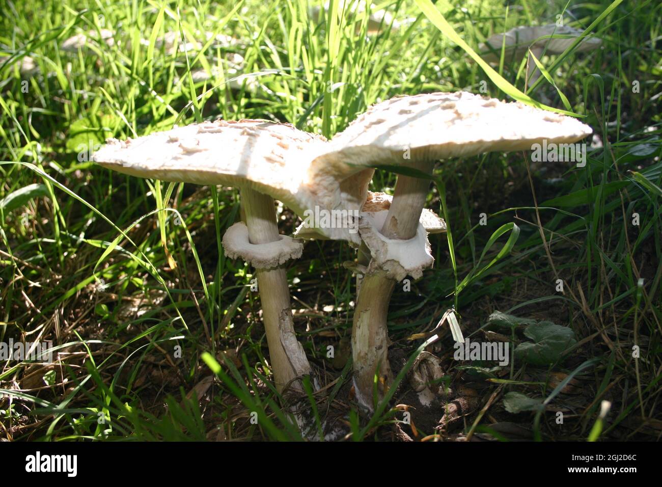 2 Pilze Gemeiner Riesenschirmling Foto Stock