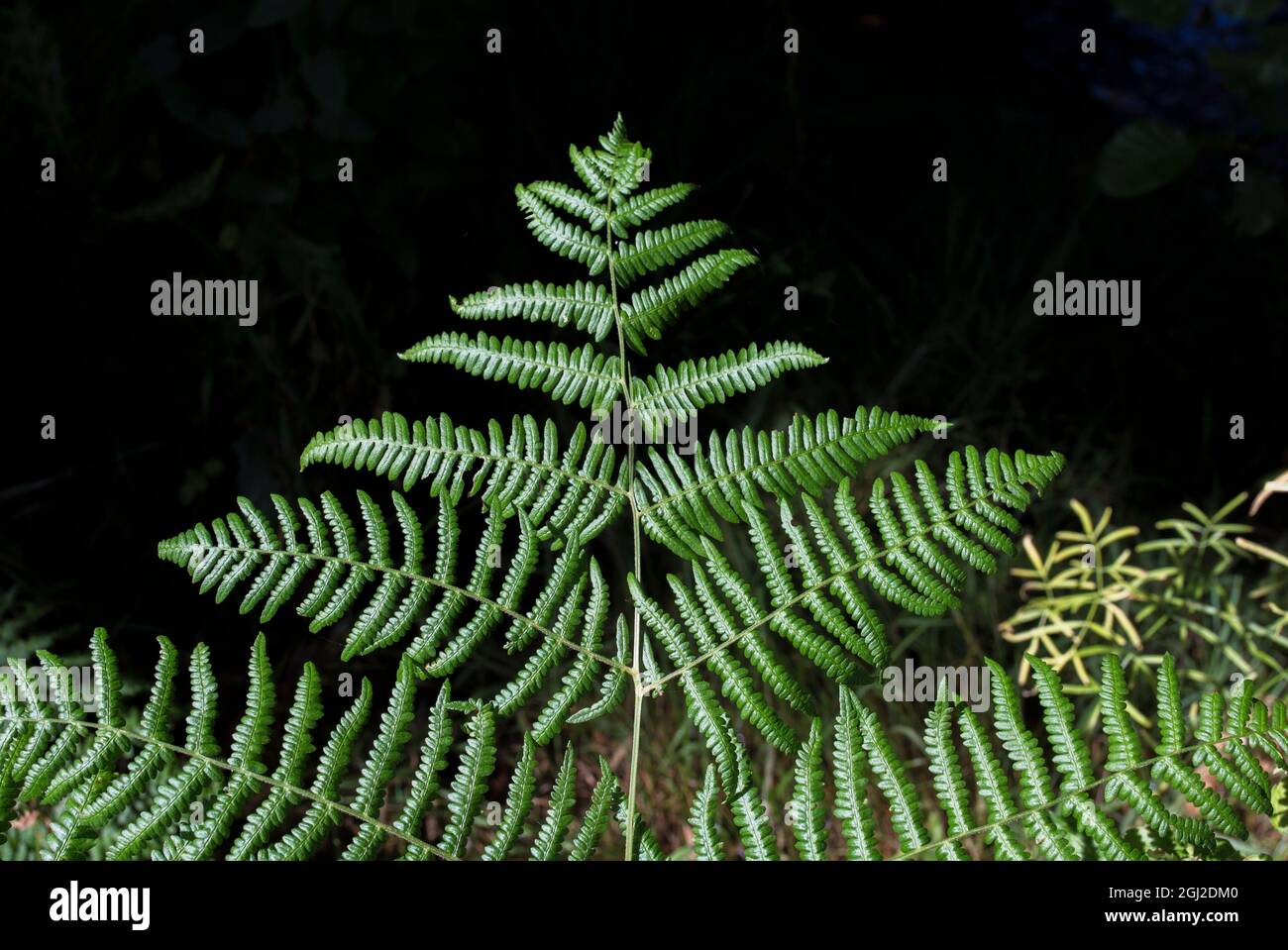 Natura eccezionale immagini e fotografie stock ad alta risoluzione - Alamy
