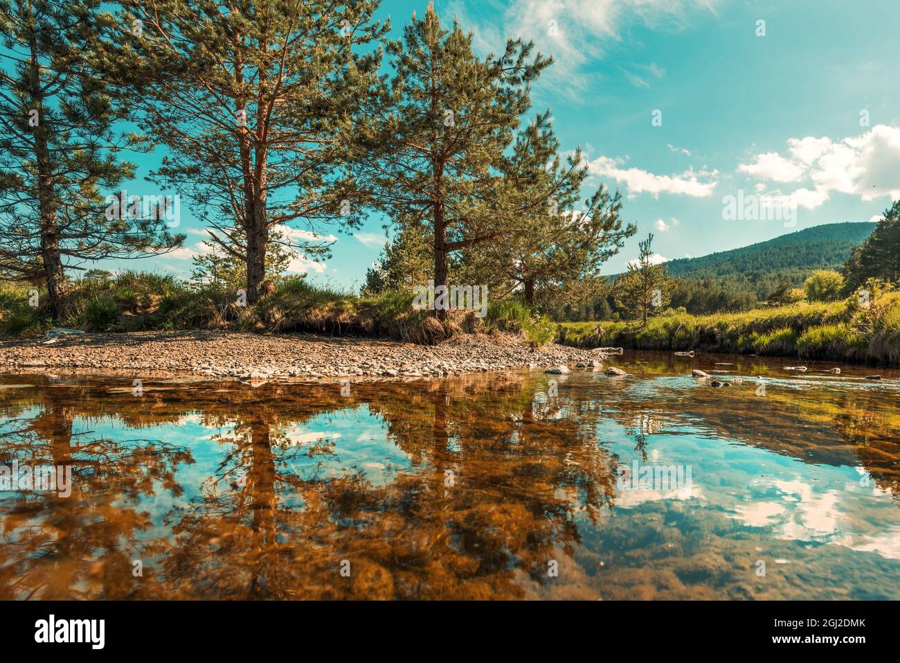 Vodice paesaggio con pini bianchi e pascoli, torrente e natura incontaminata nella regione di Zlatibor, Serbia. Inquadratura grandangolare di una splendida posizione. Foto Stock