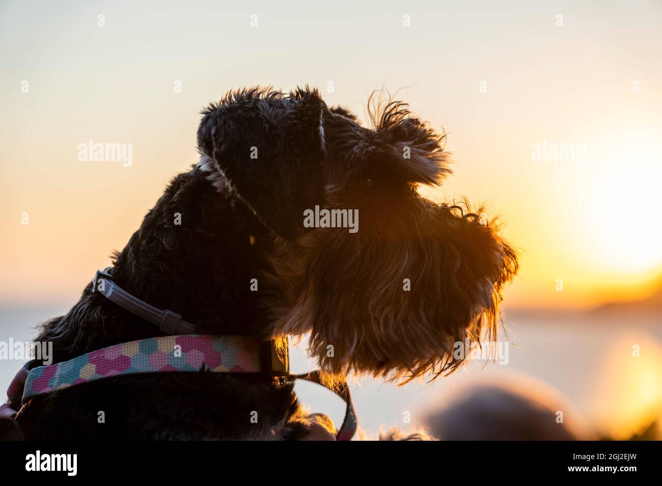Ritratto di nero e argento in miniatura schnauzer sparare in natura durante il tramonto, primo piano, all'aperto Foto Stock