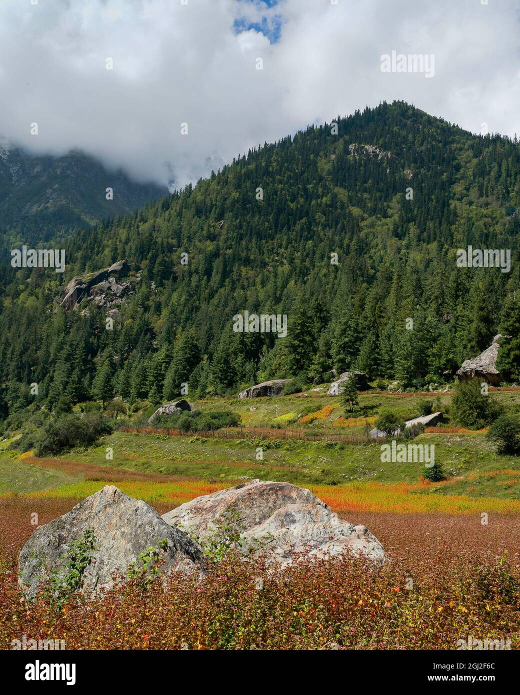 Raccolto di Ogla rosso, per il pane, coltivato lungo le pendici di Himalaya tra grandi sardoni e pini in estate, Rackham, Himachal Pradesh, India. Foto Stock