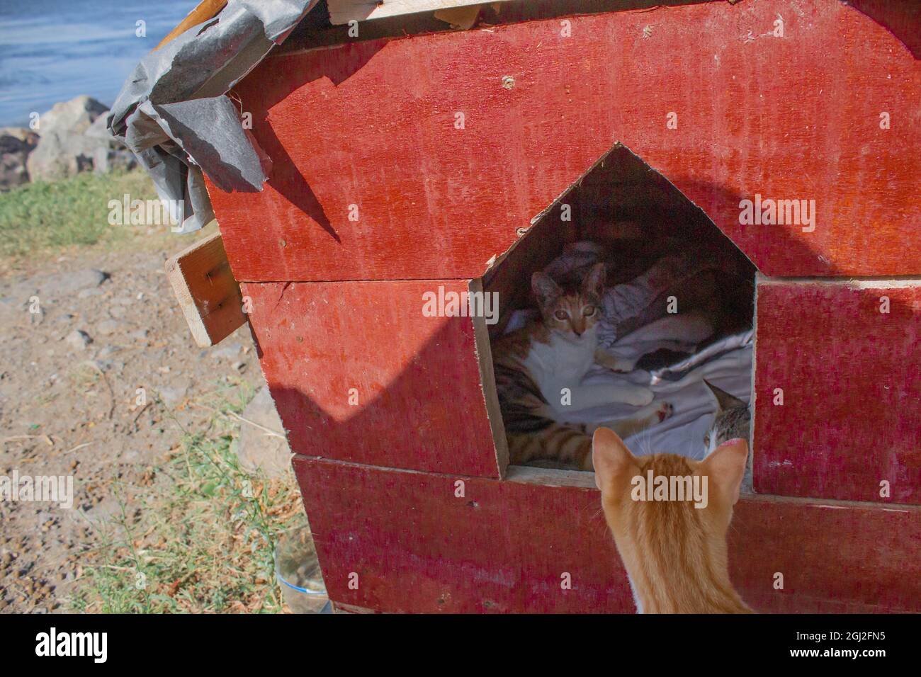 Gatti in speciali tende di gatto sulla costa. Gatti felici e adorabili che vivono nelle loro tende individuali. Foto Stock