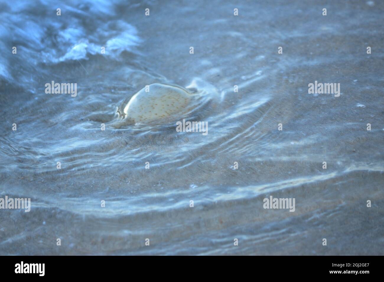 Le meduse sono creature marine velenose Foto Stock