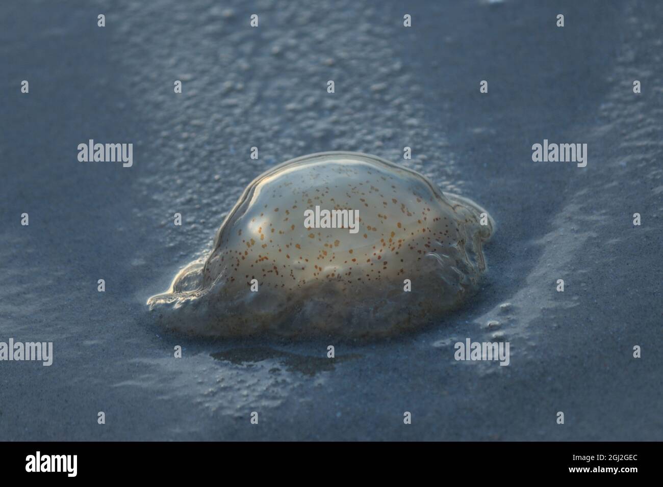 Le meduse sono creature marine velenose Foto Stock
