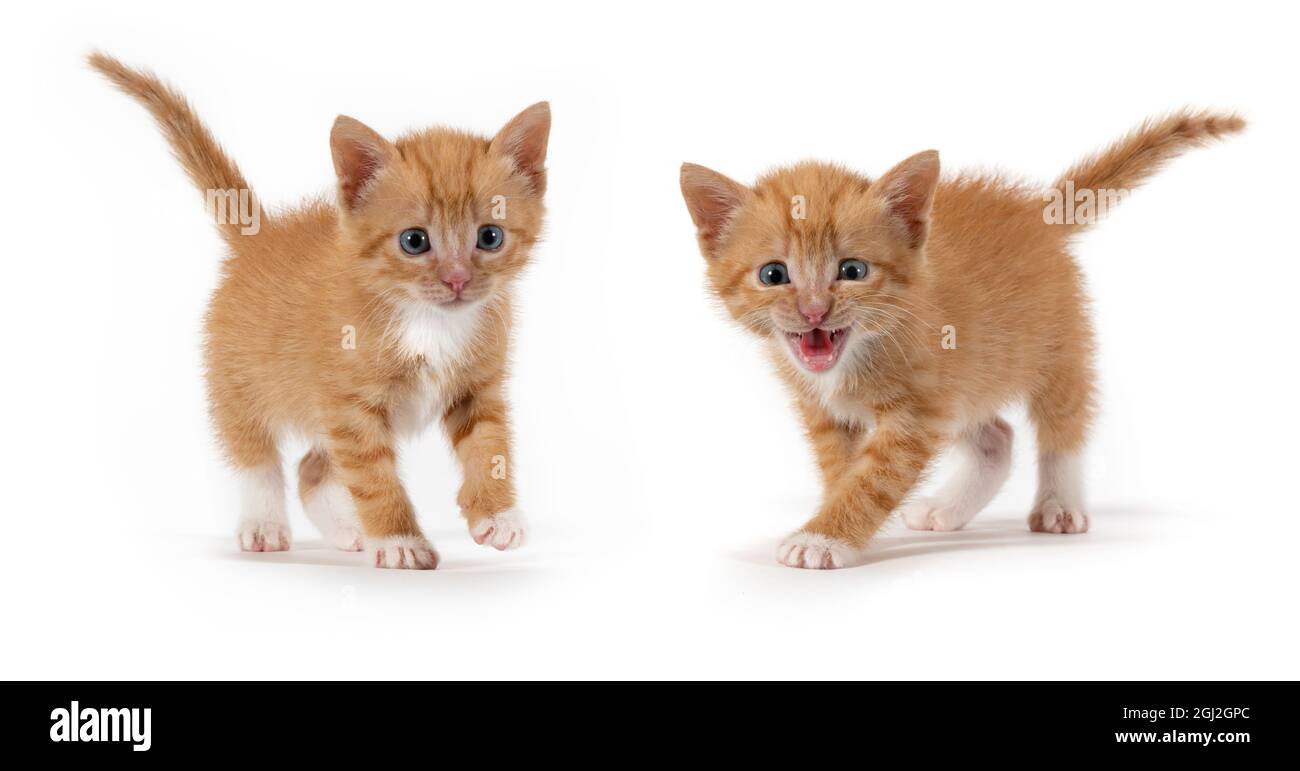 Due piccoli gattini a strisce arancioni su sfondo bianco Foto Stock